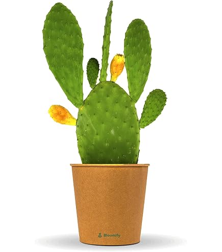 20 Samen Opuntia Stricta Aufrecht Feigenkaktus Nopal Essbare Kaktus Nopalea  Seed : Amazon.de: Garten