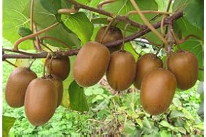 GÉNÉRIQUE 80 Graines de Kiwi - Actinidia deliciosa chinensis - Fruit Jardin Exotique - Plante Vivace - 248