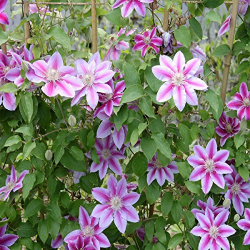 50pcs mischte Farben Clematis Florida Seeds Garten, krautige Kletterpflanze Pflanze - 4