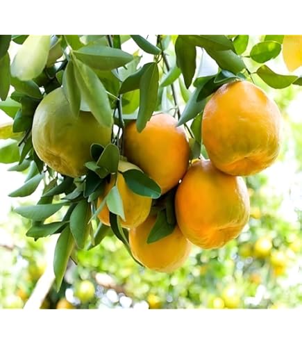 GreenWorld Special Seedless Orange Plant/Komla Lebu Plant,(GRAFTED
