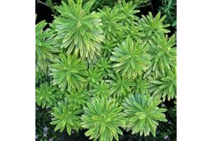 GardenersDream Euphorbia Ascot Rainbow Plant - Colorful Garden Ready Perennial Plants in Pot - Healthy Flowering Shrub - All Year Round Outdoor Plant for Gardens, Fences, and Patios