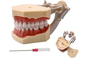 YOUYA DENTAL TM-460 Anatomie Typodont Lernmodell mit 32 abnehmbaren Zähnen für Unterricht und Studium