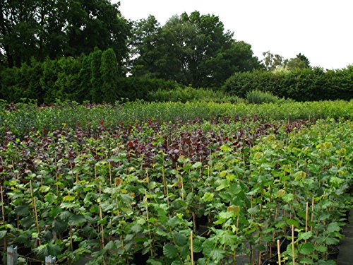 Rote Zellernuss Haselnuss, Haselnussstrauch Buschbaum, Corylus avellana, Nussbaum winterhart, Laub rot, im Topf, 120 cm - 3