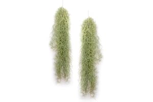 PLANDAIRE - Air Plante Tillandsia Usneoides - Air Plante Sans Terre Vivante - Tillandsias plantes vraies - Plantes Interieur Naturelle - Tillandsia Vraie Plante Plantes Aériennes (2, 50-60 cm)