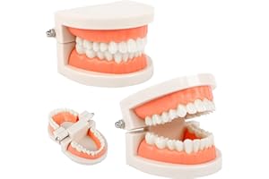 LEDOO 2Pcs Teeth Dental Demonstration Model, Tooth Model, Dental Model, Anatomical Teeth Model for Dental Teaching or Oral Care