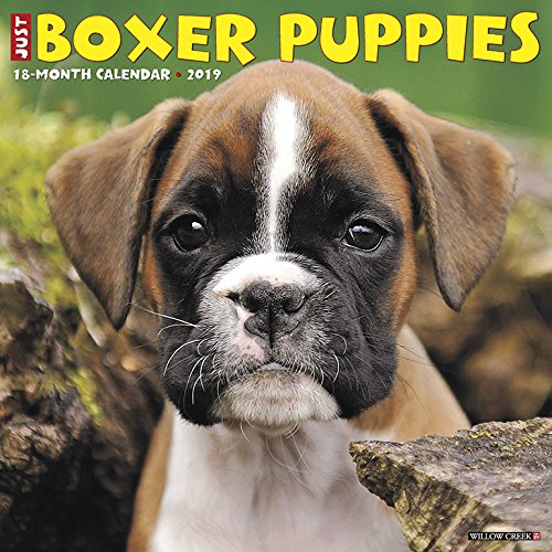 Preisvergleich Produktbild Just Boxer Puppies 2019 Wall Calendar (Dog Breed Calendar)