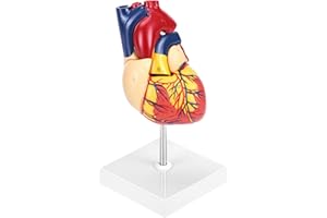 QWORK® Human Heart Model, 2-Part Life Size Medical Heart Model with 34 Anatomical Marks, Held Together with Magnets on Base