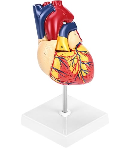 TANYANG Tableau De Réflexologie Faciale, Diagramme Détaillé De L'Anatomie Faciale Affiche Sur Toile Imprimée, Décoration Murale De L'Éducation De La Clinique Médicale 50X70Cm Sans Cadre