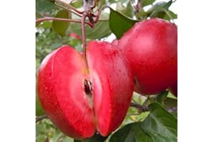 VIVAI VALTELLINA PIANTA MELO POLPA ROSSA FITOCELLA BALLOT, 140-150 CM