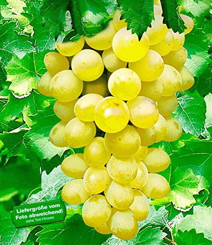 BALDUR-Garten Kernlose Tafel-Trauben 'New York®' Weinreben, 1 Pflanze, Vitis vinifera