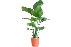 BloomPost Strelitzia Nicolai - White Bird of Paradise - 70-80 cm Indoor Plant - Low Maintenance House Plant - Easy to Grow Home Office Plants - Next Day Free UK Delivery - Pot Not Included