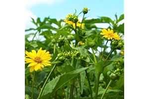 Jerusalem Artichoke Fuseau 10 x Tubers - Hardy Perennial Vegetable for Winter Yields, Easy to Grow, Sweet & Nutty Flavour, Great for Soups & Roasting - Thompson & Morgan