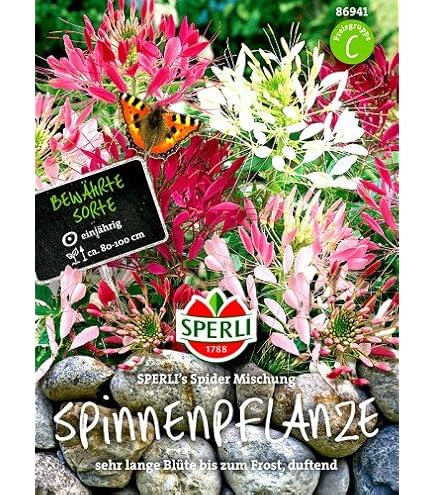 Spinnenblume gemischt Samen - Spinnenblume Cleome spinosa : Amazon.de:  Garten
