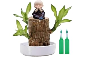 CHENGJIN Brazil Lucky Wood with Monk Statues,Brazilian Wood Plant,Brazilian Lucky Wood Plant with Pot,Lucky Bam/boo Plant Indoor,Hydroponic Potted Plant Stump Mini Plant,Lucky Brazil Wood Potted Plant