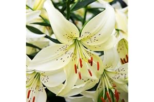 COOTO Giglio Bulbi Fiori Perenni da Esterno – Rizoma Giglio Asiatico Sweet Surrender - Bulbi Giglio Piante Vere da Esterno - Gigli Fiori - Semi Fiori Perenni Giardino - Lilium Bulbi Fiore