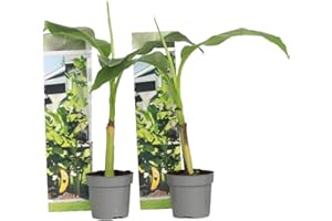 Plant in a Box - Musa Basjoo - Set de 2 - Bananier tropica rustique plante - Pot 9cm - Hauteur 25-40cm