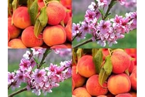 DIRECTPLANTS 1X 6-7FT Extra Large Rochester Peach Fruit Tree - UK Hardy - 7.5L Potted
