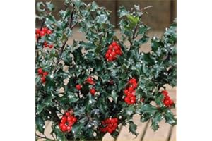 PERAGA GARDEN 1 PIANTA DI ILEX AGRIFOGLIO BLUE ANGEL VASO 9CM sempreverde