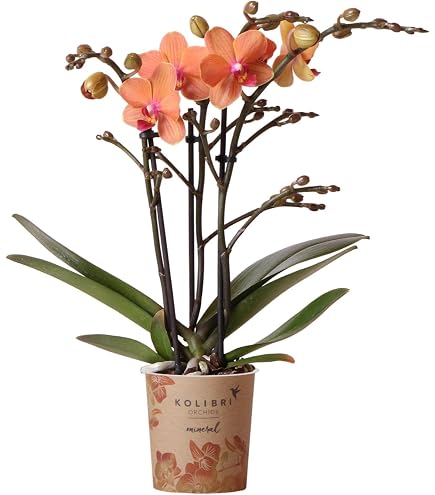 Orchidée Phalaenopsis Pourpre - Belle Plante D'Intérieur à Fleurs - Pot 12cm - Hauteur 50-60cm - Idéale Pour Amateurs De Plantes Et Amis Des Chats