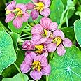 Nasturtium Purple Emperor Garden Plant Half-Hardy Annual Flowering Garden Plants Easy to Grow Your Own 1x Seed Packet by Thompson and Morgan.