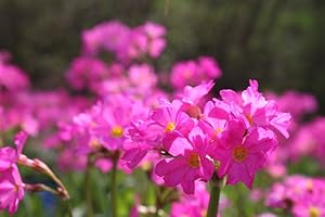 WASSERPFLANZEN WOLFF - 2er-Set in 9x9cm Töpfen - Primula rosea - Rosenprimel - Sumpfprimel, rosa - Preisvorteil!