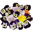 Fine Food Specialist Viola Flowers, Edible, 1 x Punnet