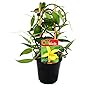 Exotenherz - Vanilla planifolia - Kletterorchidee - Echte Vanille Pflanze am Spalier 11cm Topf