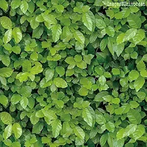 Univocean Vinyl PVC Stone Brick Wall Sticker, 200 x 45 cm, Multicolour