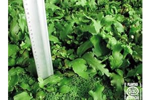 WFW WASSERFLORA Schwimmender Hornfarn/Ceratopteris pteridoides (cornuta)