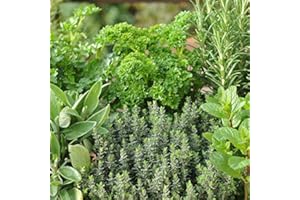 WOLDS COLLECTION Pack of 6 Mixed Herb Garden Plug Plants