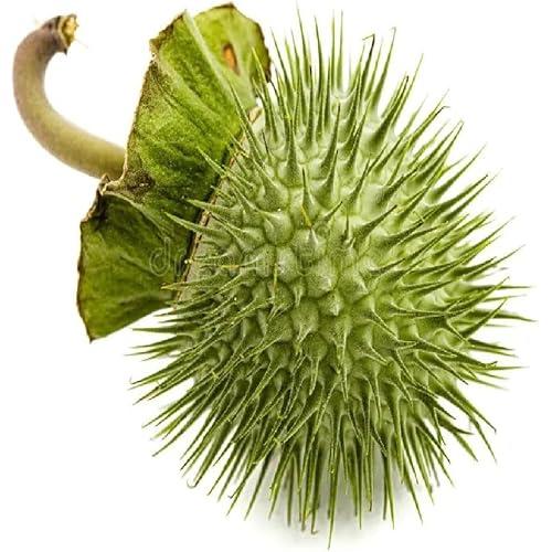 Fresh Dhatura Fruit 1pc