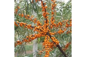 BAUMSCHULE WEDROWSKI W Weiblicher Sanddorn Botaniczeskaja 1L Garten Pflanze mit Schönen Blüten - Die Perfekte Dekoration für Ihr Grundstück - Für Anfänger und Professionelle Gärtner - Leckeres und Gesundes Obst