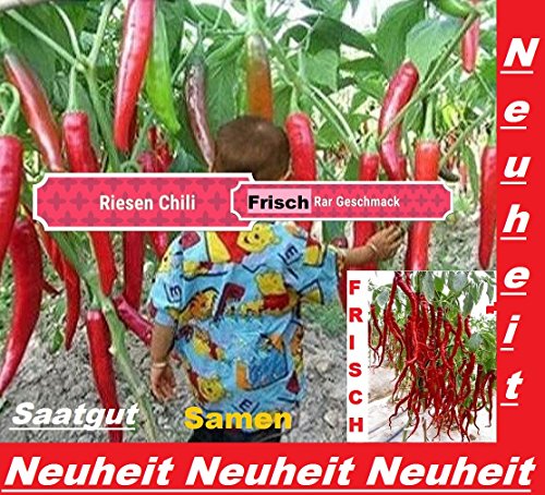25x Riesen Chili Samen Garten Gemüse Neuheit Pflanze Rarität essbar sehr selten Saatgut #27