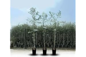 EURO PLANTS VIVAI Olivo Itrana - Pianta da Frutto su Vaso da 20 cm - Altezza 120~130 cm - Età 2 Anni