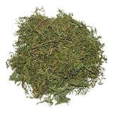 Artemisia Annua Blätter | Einjähriger Beifuß | Sweet Wormwood