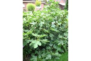 PLANTENWELT WIESMOOR winterharte eßbare Feige, Ficus carica Brown Turkey 30-40 cm hoch im 3 Liter Pflanzcontainer
