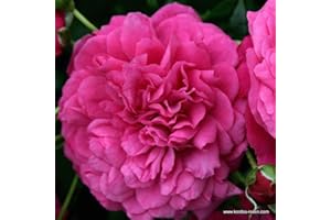 NAISEE 2 x Rose - Pink 'Laguna' Pot 25-30 cm - The Magenta Pink Climbing Rose with Captivating Fruit Fragrance