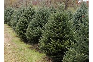 MÜLLER MÜNCHEHOF PFLANZEN GMBH Nordmanntanne im 10er Bündel - 5 jährig