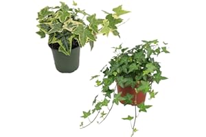 DECOALIVE Pack de Hiedra Verde y Hiedra Variegata Plantas Naturales de Interior