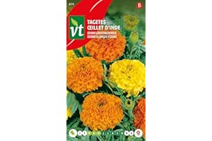 ARBORIX India garofano Sierra grandi semi fioriti - Continuamente in fiore fino al gelo.