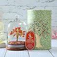 Salvation Gems Carnelian, 32 Beads Crystal Tree Dome, 8X8X12 cm| Feng Shui Figurine Money Bonsai Reiki Healing Crystals | Home Décor, Table Décor, Gifts, Money Tree