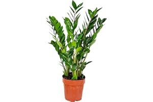Zamioculcas Zamiifolia - Plantas Viva - DECOALIVE - Planta Natural para el Interior del Hogar