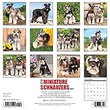 Image de Just Miniature Schnauzers 2017 Calendar