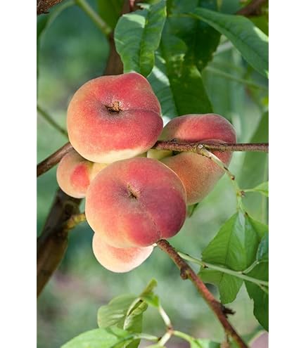 Zwerg-Nektarine Stämmchen 100-120cm - Obstbaum Für Balkon & Kleine Gärten