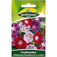 Trichterwinde, Prachtmischung