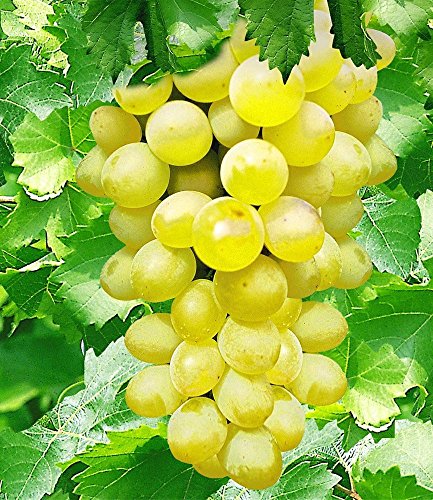 BALDUR-Garten Kernlose Tafel-Trauben ‚New York®‘ Weinreben, 1 Pflanze, Vitis vinifera - 2