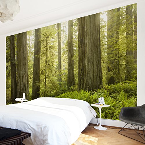 Vliestapete Premium - Redwood State Park Waldblick - Fototapete Breit Vlies Tapete Wandtapete Wandbild Foto 3D Fototapete, Größe HxB: 320cm x 480cm