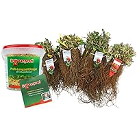 Erdbeerpflanzen Anbau-Set: 20 immertragende Erdbeerpflanzen inkl. Dünger - Sorten: Ostara, Amandine, Favori, Furore…