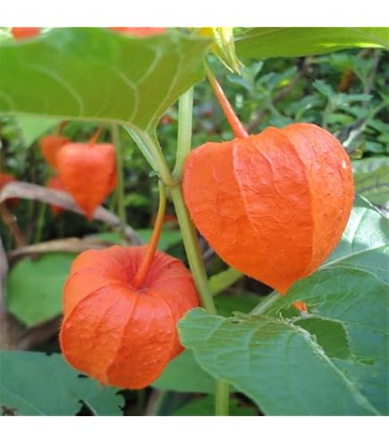 Graines De Groseille (phisalis Peruviana