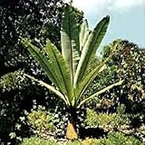 Ensete Glaucum, Winterhärteste Banae überhaupt, Fruchtbanane, 5 frische Samen